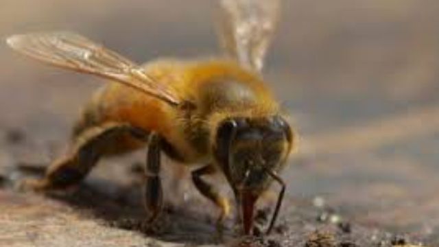 What Beekeeping Has Taught Me About Coaching